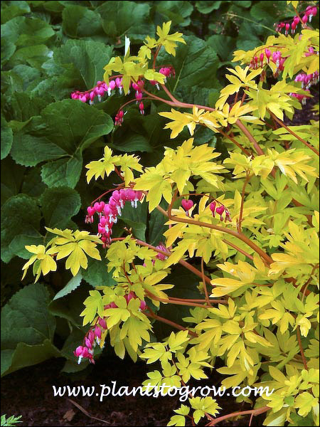 The golden color contrasts with the green of the Ligularia. (May 18)